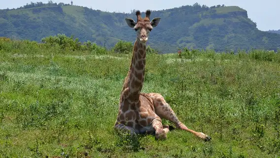 ทัวร์ซาฟารีและหมู่บ้าน PheZulu หนึ่งวันจากเดอร์บัน