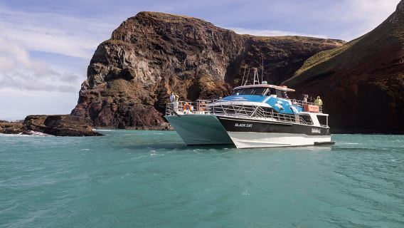 Christchurch, Nieuw-Zeeland - Dolfijnen spotten bij Akaroa (zwarte kat) - Hoteltransfer