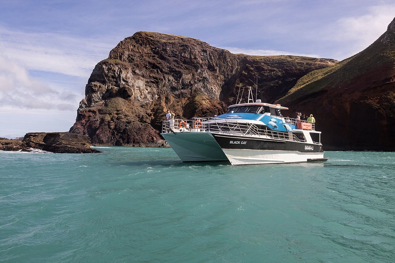Avistamiento de delfines en el barco Black Cat en Akaroa, Christchurch, Nueva Zelanda - Traslado al hotel incluido