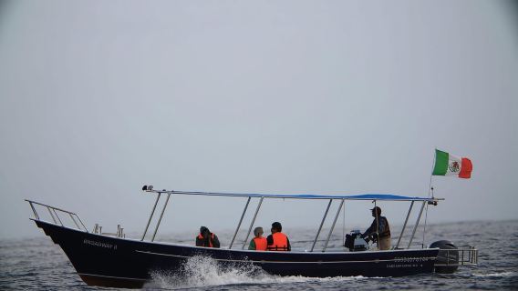 Los Cabos: Avistamiento de ballenas y safari
