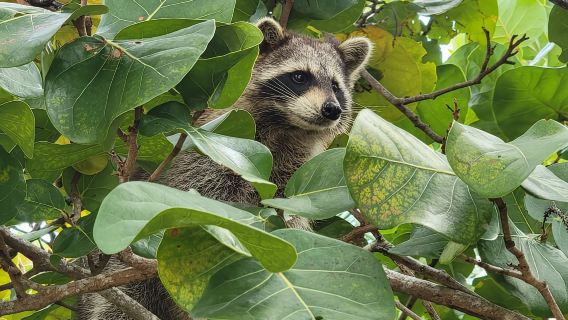 Miami: Recorrido en barco por la Bahía Biscayne con experiencia en kayak