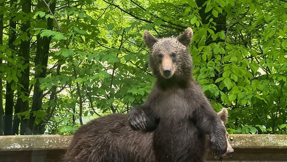Bucharest: Top Gear Road and Wild Brown Bears Day Trip