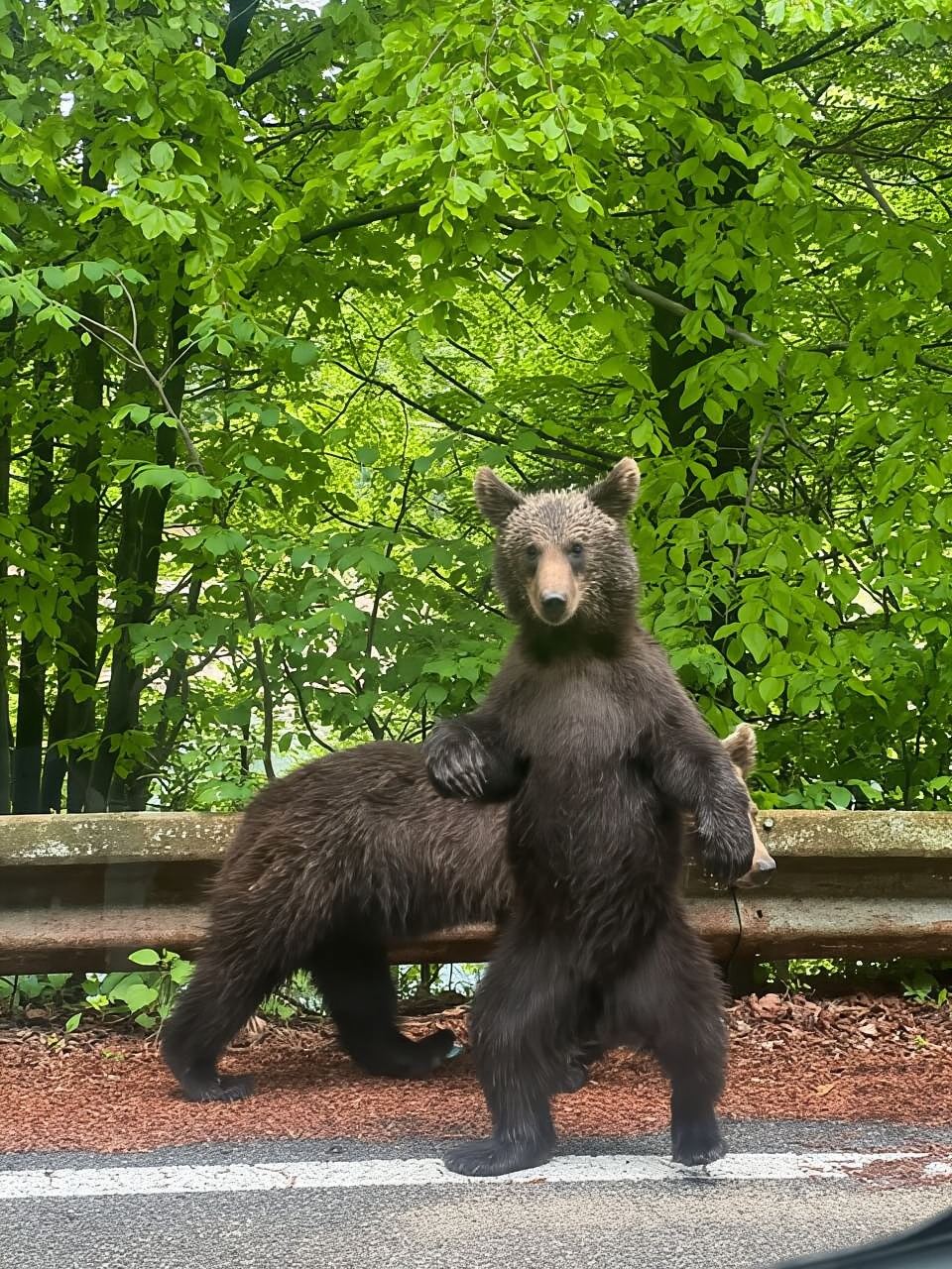 Bucarest: gita di un giorno su Top Gear Road - Transfăgărășan Highway