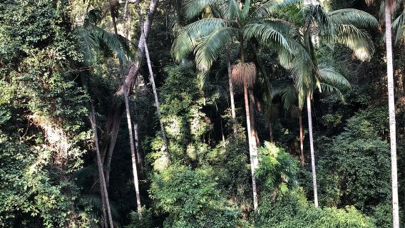 Brisbane: Springbrook e Mt Tamborine Glow Worm e Skywalk