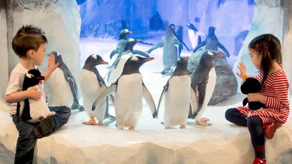 Birmingham: Eintrittskarte für das National Sea Life Centre