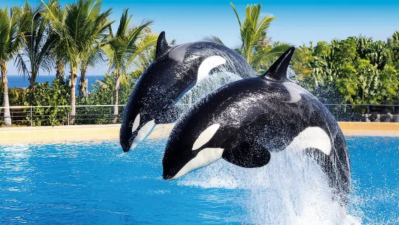 Biglietti d'ingresso combinati per Loro Parque e Siam Park