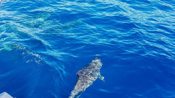Gran Canaria: Catamaran Dolphin Watch Cruise with Snorkeling