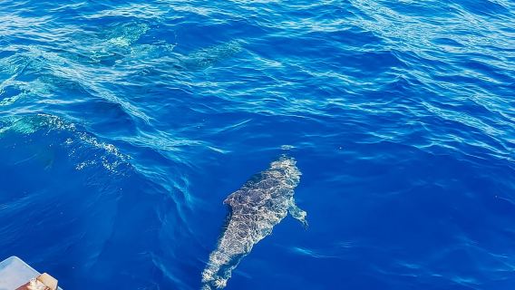Gran Canaria: Catamaran Dolphin Watch Cruise with Snorkeling