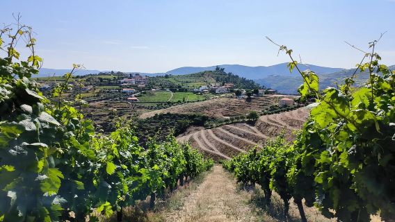 Douro: Tur Quinta Levandeira do Roncão & Mencicipi Anggur