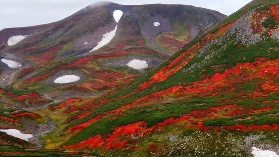 日本富良野青池+旭山動物園【中文司機/可訂多日】