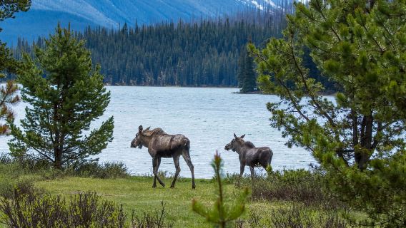 Jasper: Wildlife and Sightseeing Tour with Lakeshore Hike