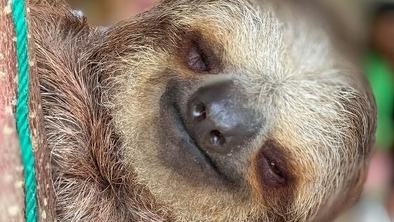 Экскурсия по городу с дегустацией шоколада и рома, дикой природы Роатана, обезьян и ленивцев