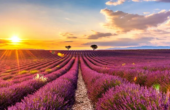 法國尼斯+普羅旺斯薰衣草+聖十字湖+韋爾東峽谷+聖瑪麗一日遊