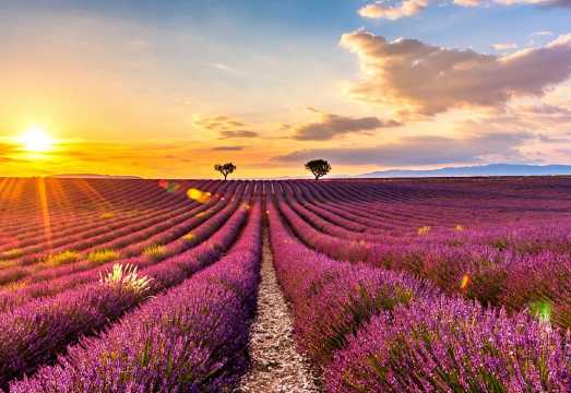 Nice + Provence Lavender + Lake of Sainte-Croix + Verdon Gorge + Saintes-Maries-de-la-Mer 1-day tour