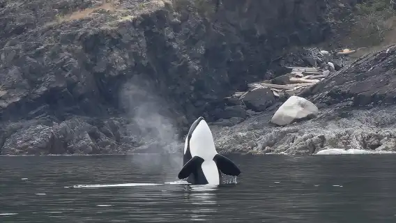 Vancouver Half-Day Whale Watching Adventure with Free Photos