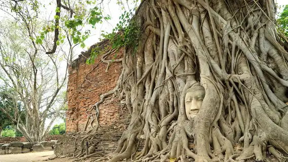 大城獅子王動物園+瑪哈泰寺遺址+夜市+全白河畔咖啡廳一日遊