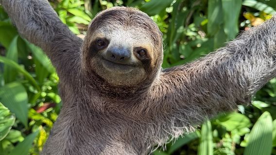 Manuel Antonio National Park: Guided tour to see animals
