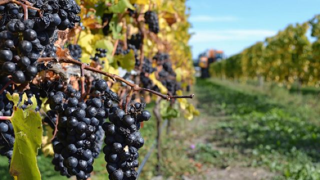 Excursión a bodegas de Waipara desde Christchurch - incluye almuerzo y degustaciones