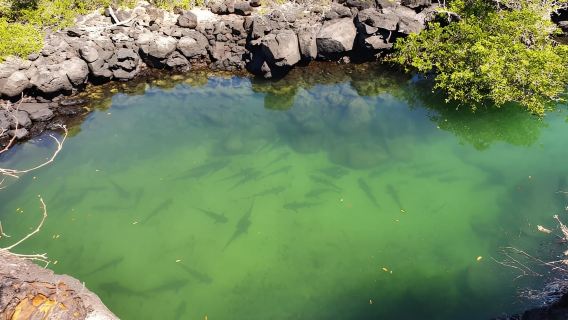 HALF DAY TOUR - SANTA CRUZ BAY - 5 AMAZING VISITING SITES