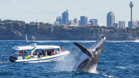 Sydney: 2.5 hour Adventure Whale Watching Cruise