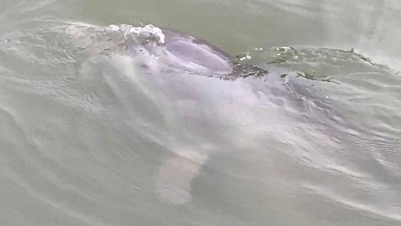 Đảo Hilton Head: Tour ngắm cá heo và thiên nhiên 90 phút