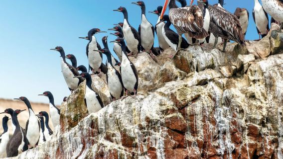 Ab Lima: Ballestas-Inseln & Huacachina-Oase - Tagestour