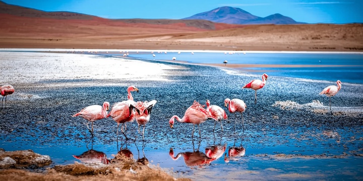 San Pedro de Atacama Day Trip: Atacama Desert and Salt Flats