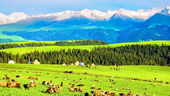 [Xinjiang Yüksek Kaliteli İş Grubu] Çince/İngilizce/Fransızca/Rusça/Almanca/Japonca/Korece çok dilli şoför-rehber | Kanas/Kuzey-Güney Xinjiang