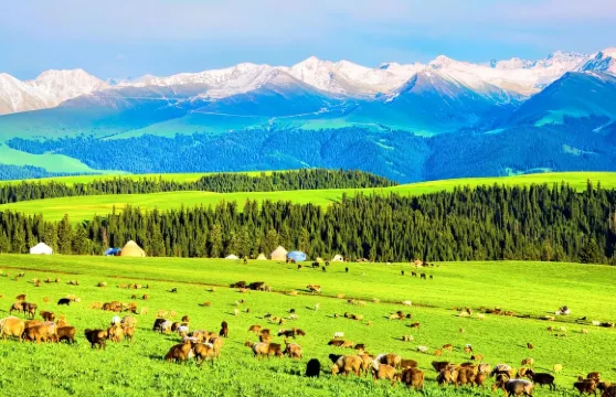 【新疆高端商務團】中英法俄德日韓多語種司導｜烏魯木齊/喀納斯/伊犁/南疆/北疆｜24小時接機+高端高端