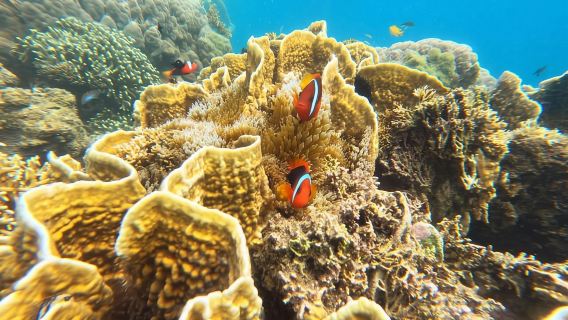 Lombok: Gili Nanggu Sudak und Kedis Schnorcheltour