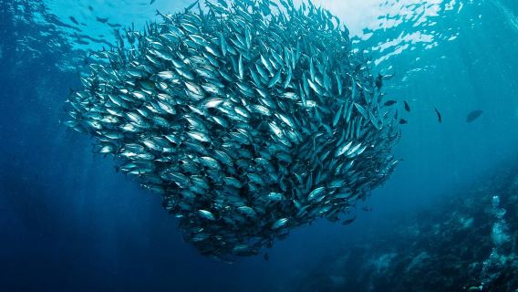 MalaysiaSempornaBigfin DiversCertificazione subacqueaCertificazione AOW2 giorni