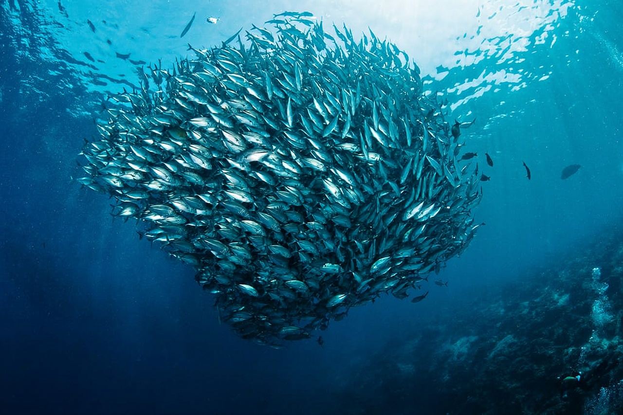 Malaysia Semporna·Bigfin Divers·Diving certificationAOW Certification2 days