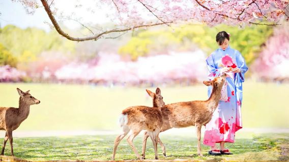 [Offerta stagionale] Tour di un giorno a Osaka: Tempio Tsubosaka, Ciliegio di Matazaemon, Parco di Nara e Santuario Kasuga
