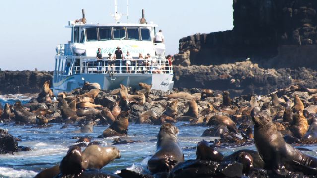 ทัวร์ 1 วัน เกาะฟิลลิป ออสเตรเลีย: การล่องเรือชมแมวน้ำ 2 ชั่วโมง + พิราบบินกลับบ้าน (บริการรถไปกลับจากตัวเมือง)
