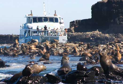 Australia Phillip Island 1-day Tour with 2-hour Seal Cruise and Penguin Parade [Round-trip from City] AUD 305.56
