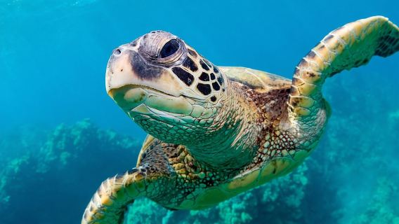 Bluefinn242 Swim with the Turtles in Nassau Bahamas