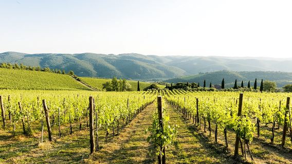 Tour and Tasting at an Organic Winery in the Heart of Chianti Classico Area