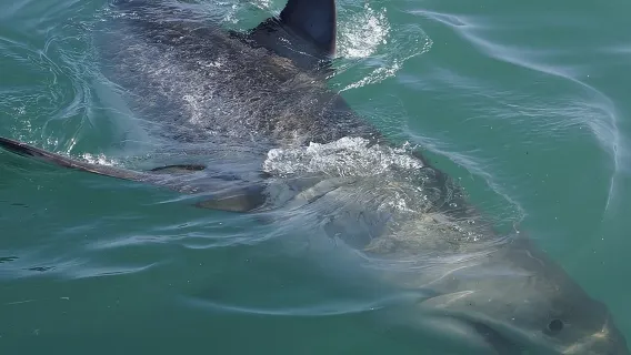 Shark Cage Diving Viewing Only
