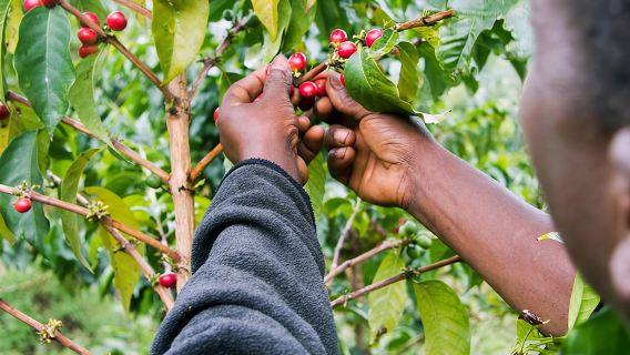 Nairobi Kaffeefarm- und Fabrikbesichtigung
