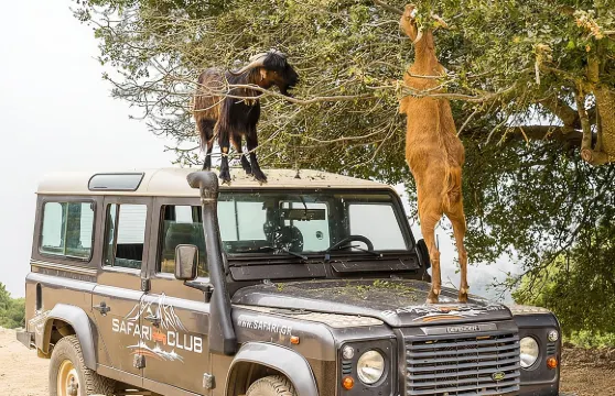 赫拉克利翁出發全日陸虎越野車之旅（含午餐）