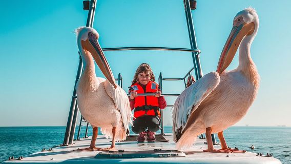 Mola Mola Marine Dolphin Cruise from the Walvis Bay Waterfront to Pelican Point