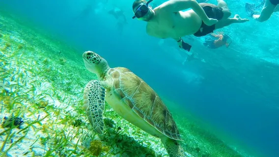 Starfish, Stingrays and the Turtle Sanctuary Snorkeling Tour