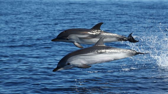Dolphin watching and snorkeling near Figarolo Island