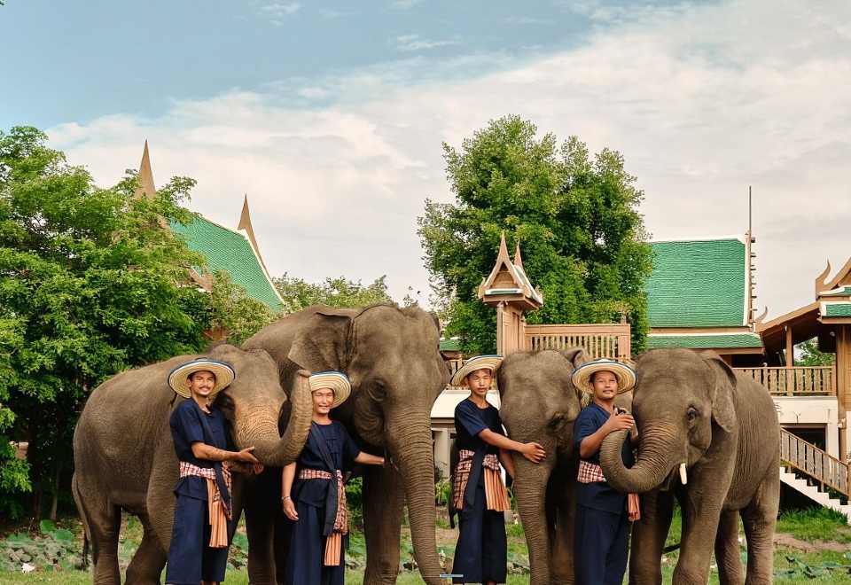 Bangkok Elephant Camp Sanctuary Half-Day Tour Guide
