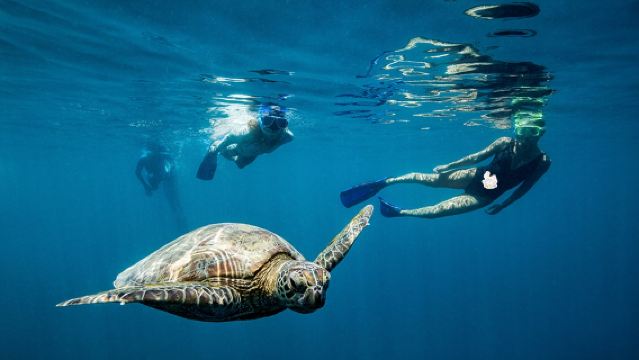 ทัวร์วันเดียว/ทัวร์หลายวัน ในออสเตรเลีย + หมู่เกาะวิตซันเดย์ เกาะแฮมิลตัน/แอร์ลี + ฮาร์ดดีรีฟฮาร์เบอร์