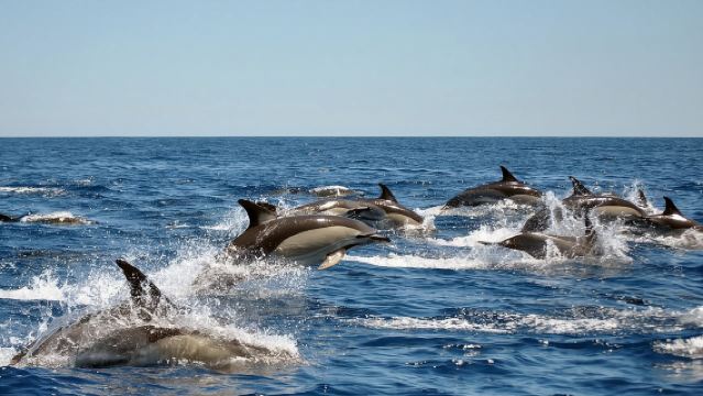Sealife Sea Safari, dolfijnen spotten met een marien bioloog in Lagos