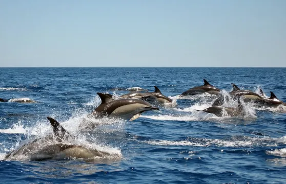 海洋生物海洋探險之旅，與海洋生物學家一起觀賞海豚（拉哥斯）