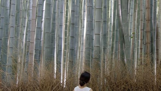 Kioto: Recorrido por el bosque de bambú de Arashiyama con clase de Wagashi