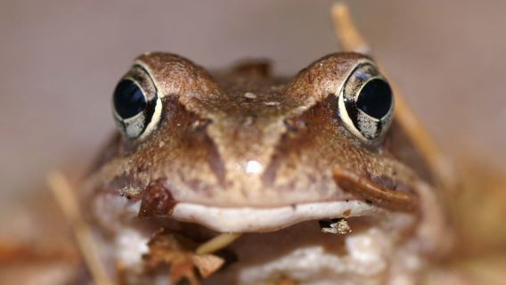 Из Хельсинки: экскурсия на полдня в национальный парк Нууксио