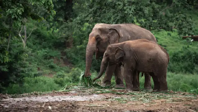 Chiang Mai: Elephant Sanctuary, Long Neck & Sticky Waterfall